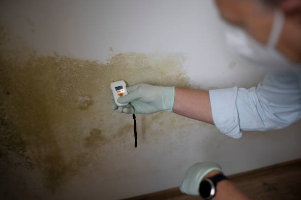 Best Environmental Consulting for Mold Prevention  in Salisbury, MO